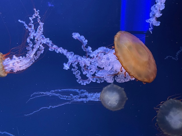 Quallenballet Aquarium Paris