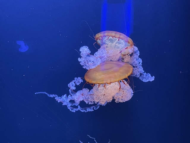 Quallen Aquarium Paris